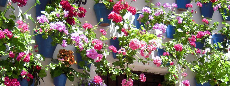 300_Patios_Crdb